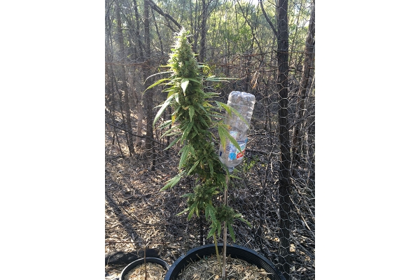 OG Kush (Silent Seeds) feminized OG Kush (Silent Seeds) feminized