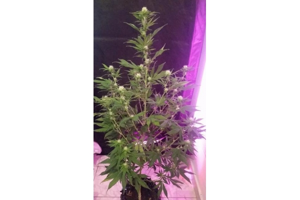 OG Kush (Silent Seeds) feminized OG Kush (Silent Seeds) feminized