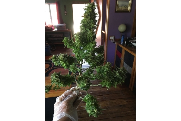 Black Dream (Eva Seeds) feminized Black Dream (Eva Seeds) feminized