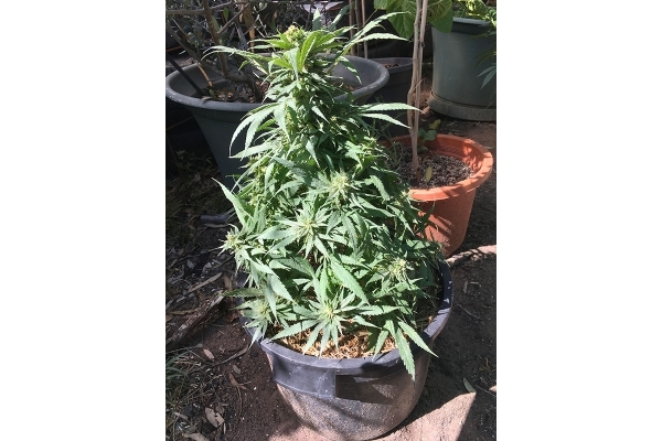 Black Dream (Eva Seeds) feminized Black Dream (Eva Seeds) feminized