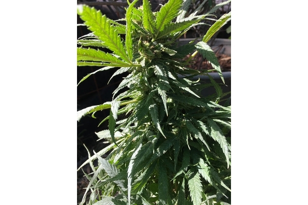 Black Dream (Eva Seeds) feminized Black Dream (Eva Seeds) feminized
