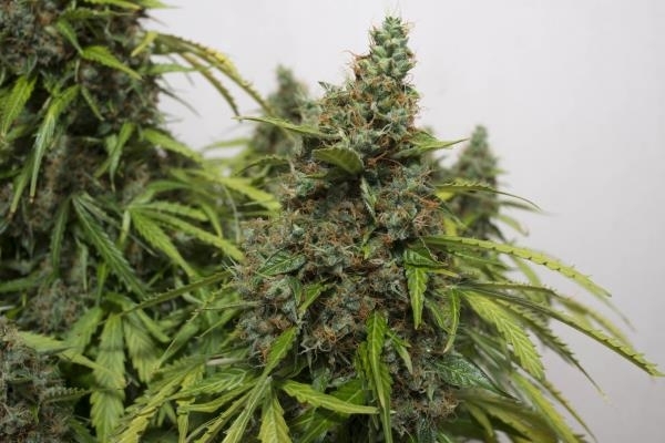 Auto Mazar (Dutch Passion) feminized Auto Mazar (Dutch Passion) feminized