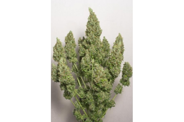 Auto Mazar (Dutch Passion) feminized Auto Mazar (Dutch Passion) feminized