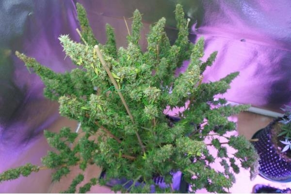 Auto Mazar (Dutch Passion) feminized