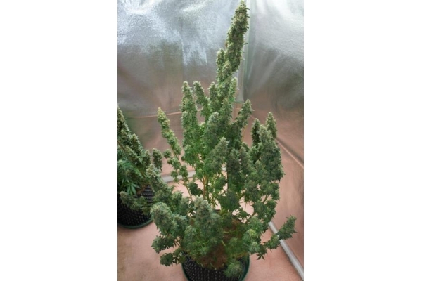 Auto Mazar (Dutch Passion) feminized