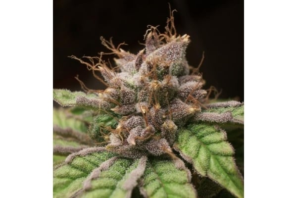 Blueberry (Dutch Passion) feminized Blueberry (Dutch Passion) feminized