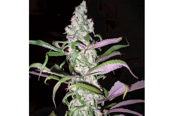 Blueberry (Dutch Passion) feminized Blueberry (Dutch Passion) feminized