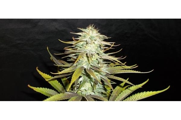 Blueberry (Dutch Passion) feminized Blueberry (Dutch Passion) feminized