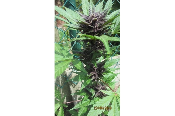 Blackberry Auto (FastBuds) feminized Blackberry Auto (FastBuds) feminized