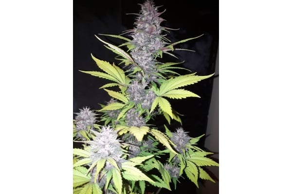Blackberry Auto (FastBuds) feminized Blackberry Auto (FastBuds) feminized