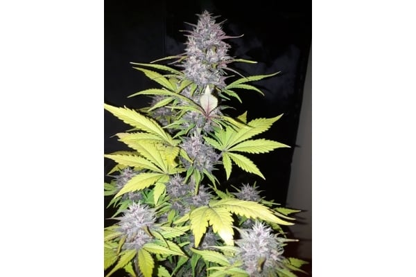 Blackberry Auto (FastBuds) feminized Blackberry Auto (FastBuds) feminized