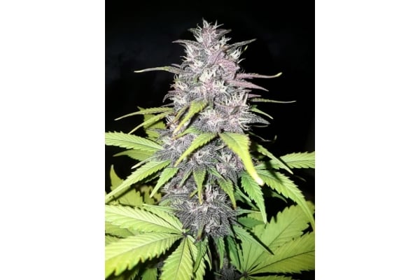 Blackberry Auto (FastBuds) feminized Blackberry Auto (FastBuds) feminized