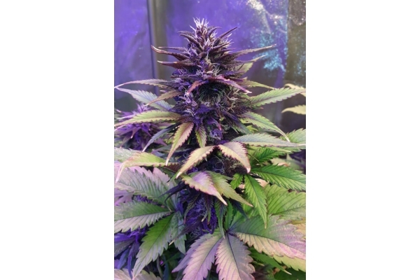 Blackberry Auto (FastBuds) feminized Blackberry Auto (FastBuds) feminized