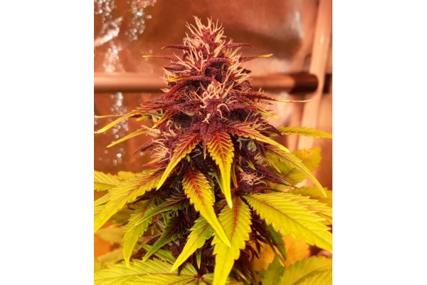Blackberry Auto (FastBuds) feminized Blackberry Auto (FastBuds) feminized