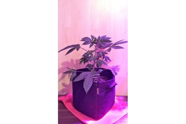 Royal Cookies (Royal Queen Seeds) feminized Royal Cookies (Royal Queen Seeds) feminized