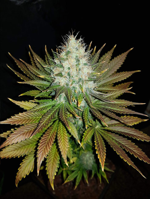 Bona Dea CBD (Vision Seeds) feminized Bona Dea CBD (Vision Seeds) feminized
