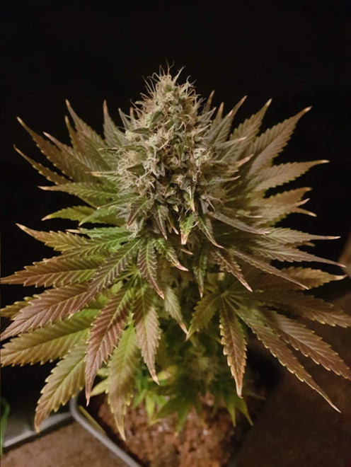 Bona Dea CBD (Vision Seeds) feminized Bona Dea CBD (Vision Seeds) feminized