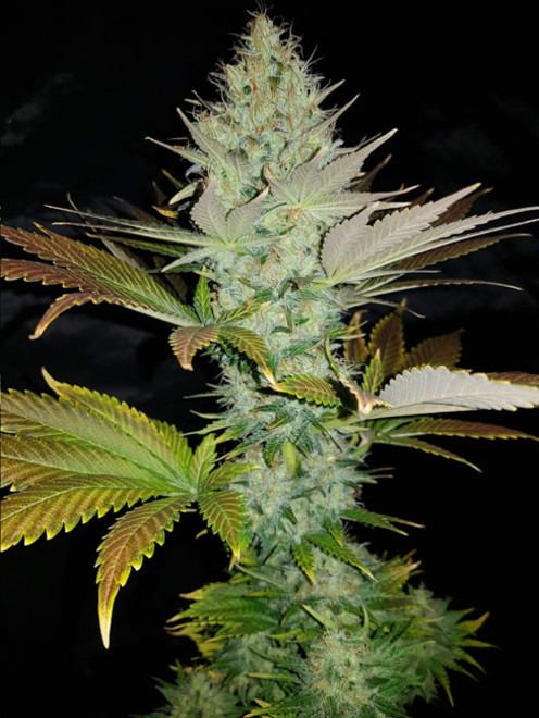Bona Dea CBD (Vision Seeds) feminized Bona Dea CBD (Vision Seeds) feminized