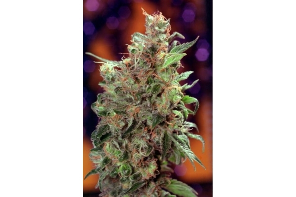 Californian Orange (Dutch Passion) feminized Californian Orange (Dutch Passion) feminized