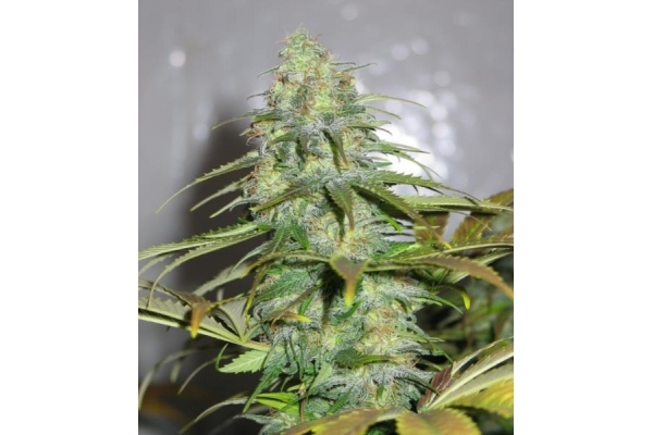 Californian Orange (Dutch Passion) feminized Californian Orange (Dutch Passion) feminized