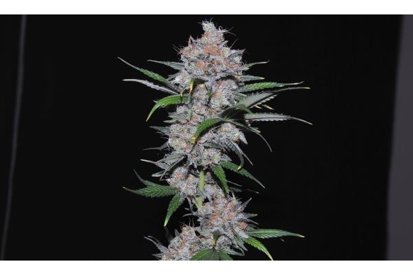 Californian Orange (Dutch Passion) feminized Californian Orange (Dutch Passion) feminized