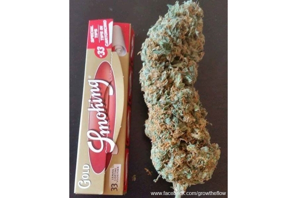 Bubblegum (Zamnesia Seeds) feminized