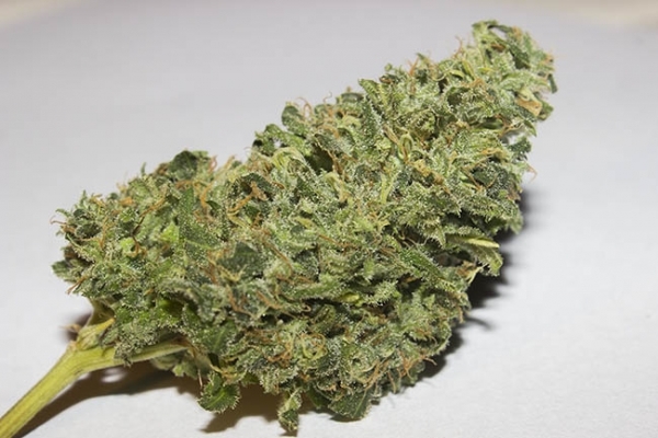 Bubblegum (Zamnesia Seeds) feminized