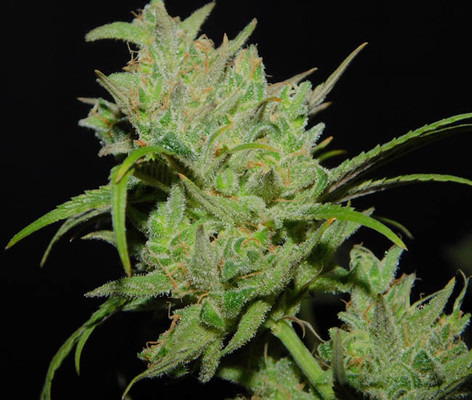 Tangie Ghost Train (Little Chief Collabs) feminized