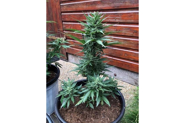 Monster Dwarf Automatic (Zamnesia Seeds) feminized Monster Dwarf Automatic (Zamnesia Seeds) feminized