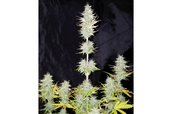 Monster Dwarf Automatic (Zamnesia Seeds) feminized Monster Dwarf Automatic (Zamnesia Seeds) feminized