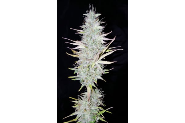 Monster Dwarf Automatic (Zamnesia Seeds) feminized Monster Dwarf Automatic (Zamnesia Seeds) feminized