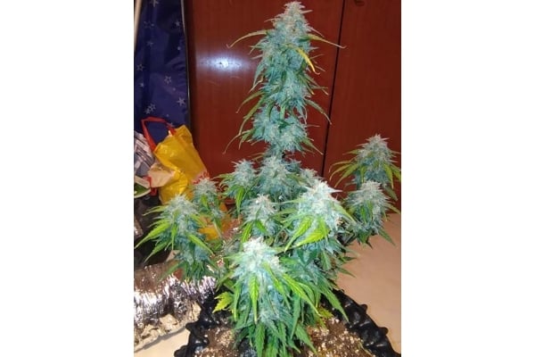GG#4 Auto (FastBuds) feminized GG#4 Auto (FastBuds) feminized