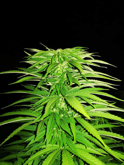 Cash Express (Zamnesia Seeds) Feminized