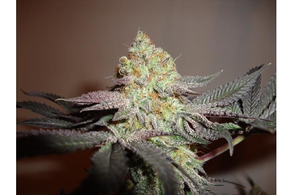 Girl Scout Cookies (Zamnesia Seeds) Feminized Girl Scout Cookies (Zamnesia Seeds) Feminized