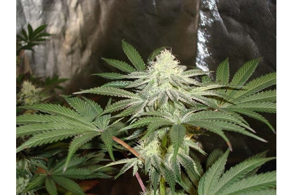 Girl Scout Cookies (Zamnesia Seeds) Feminized Girl Scout Cookies (Zamnesia Seeds) Feminized