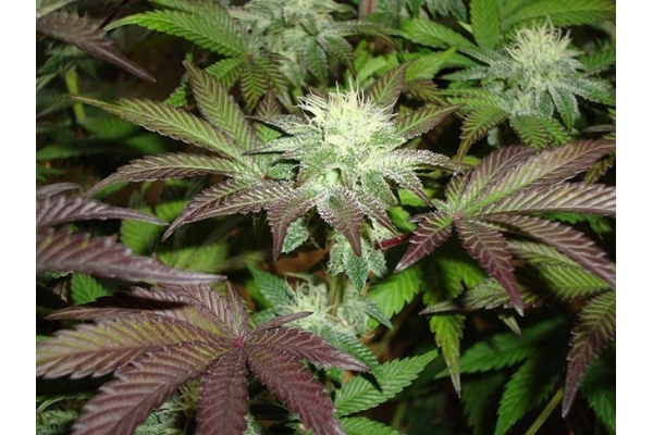 Girl Scout Cookies (Zamnesia Seeds) Feminized Girl Scout Cookies (Zamnesia Seeds) Feminized
