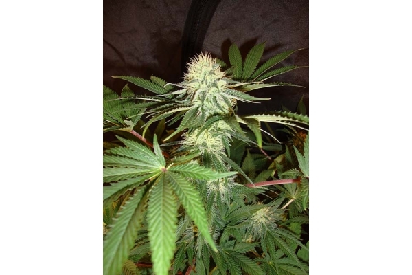 Girl Scout Cookies (Zamnesia Seeds) Feminized Girl Scout Cookies (Zamnesia Seeds) Feminized