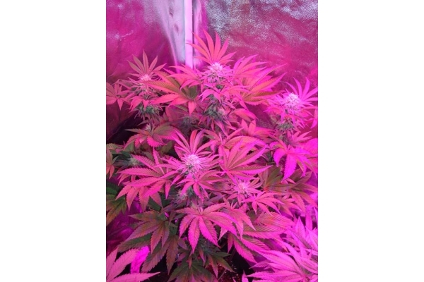 Girl Scout Cookies (Zamnesia Seeds) Feminized Girl Scout Cookies (Zamnesia Seeds) Feminized