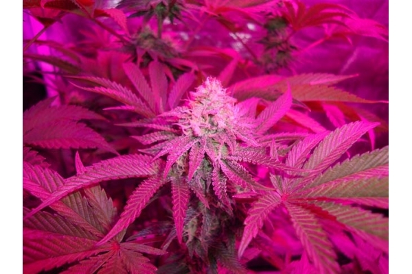 Girl Scout Cookies (Zamnesia Seeds) Feminized Girl Scout Cookies (Zamnesia Seeds) Feminized