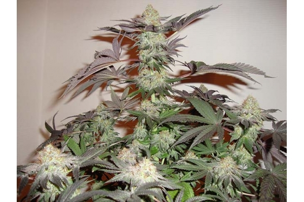 Girl Scout Cookies (Zamnesia Seeds) Feminized Girl Scout Cookies (Zamnesia Seeds) Feminized