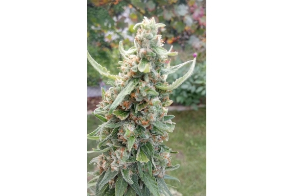 Girl Scout Cookies (Zamnesia Seeds) Feminized Girl Scout Cookies (Zamnesia Seeds) Feminized