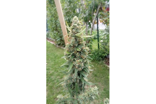 Girl Scout Cookies (Zamnesia Seeds) Feminized Girl Scout Cookies (Zamnesia Seeds) Feminized