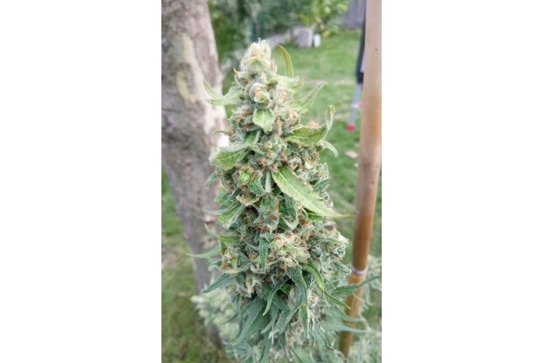 Girl Scout Cookies (Zamnesia Seeds) Feminized Girl Scout Cookies (Zamnesia Seeds) Feminized