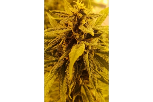 Girl Scout Cookies (Zamnesia Seeds) Feminized Girl Scout Cookies (Zamnesia Seeds) Feminized