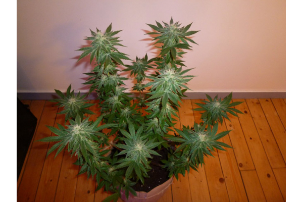 Girl Scout Cookies (Zamnesia Seeds) Feminized Girl Scout Cookies (Zamnesia Seeds) Feminized