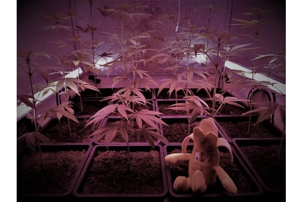 Banana (Zamnesia Seeds) Feminized Banana (Zamnesia Seeds) Feminized