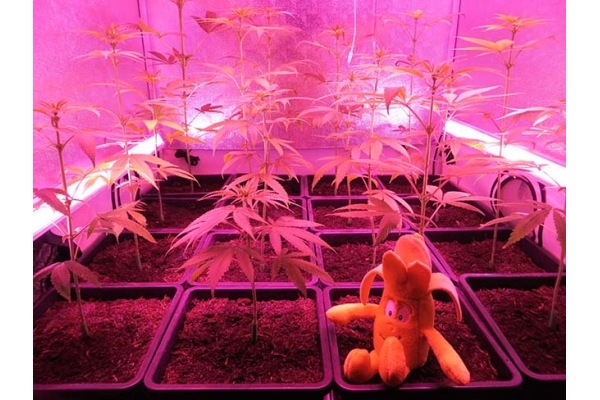 Banana (Zamnesia Seeds) Feminized Banana (Zamnesia Seeds) Feminized