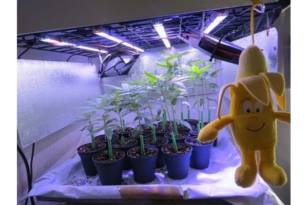 Banana (Zamnesia Seeds) Feminized Banana (Zamnesia Seeds) Feminized