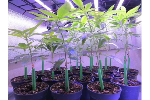 Banana (Zamnesia Seeds) Feminized Banana (Zamnesia Seeds) Feminized