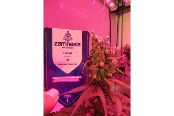 Banana (Zamnesia Seeds) Feminized Banana (Zamnesia Seeds) Feminized